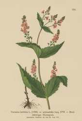 Brandnetelbladige Veronica